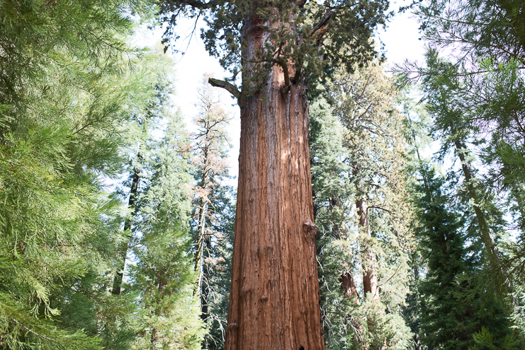 sequoia national park photographers limelife photography california photographers adventure photographers_004
