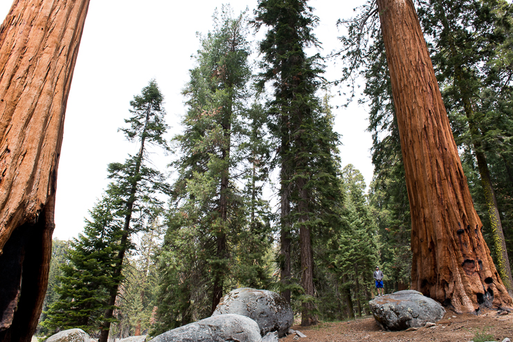 sequoia national park photographers limelife photography california photographers adventure photographers_010