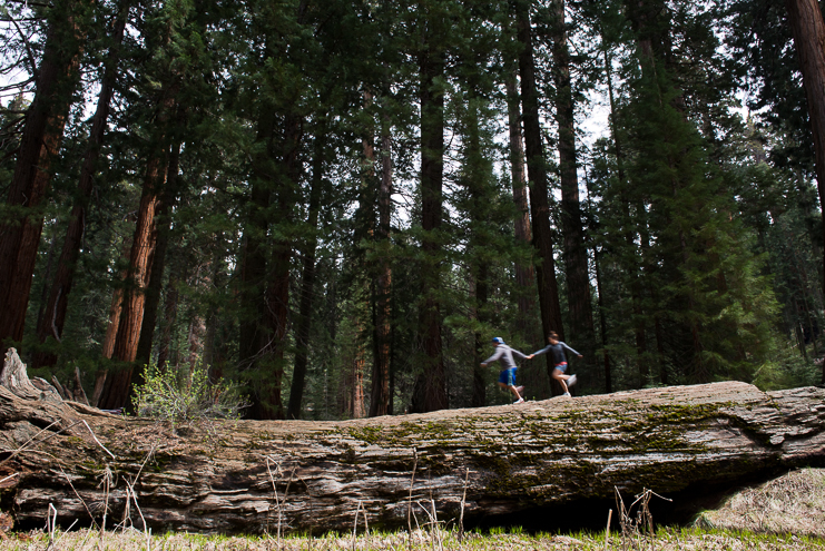 sequoia national park photographers limelife photography california photographers adventure photographers_012