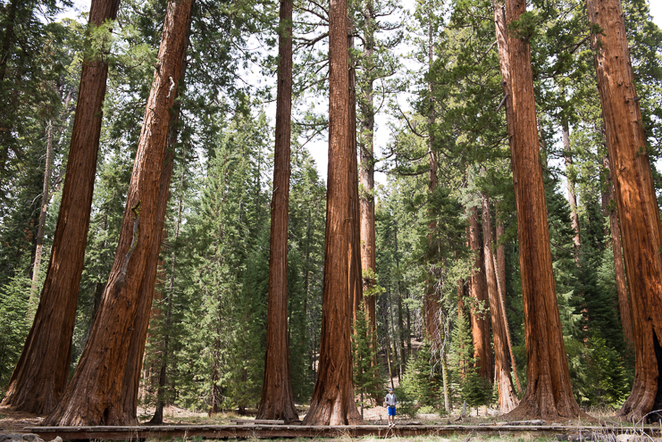 sequoia national park photographers limelife photography california photographers adventure photographers_015