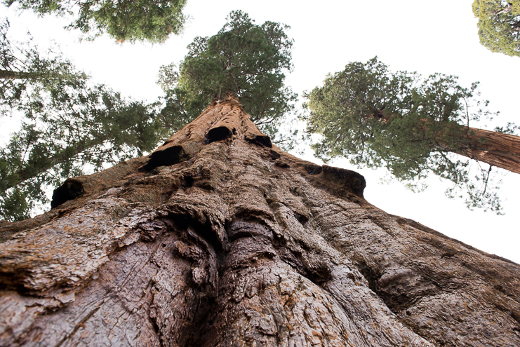 sequoia national park photographers limelife photography california photographers adventure photographers_016