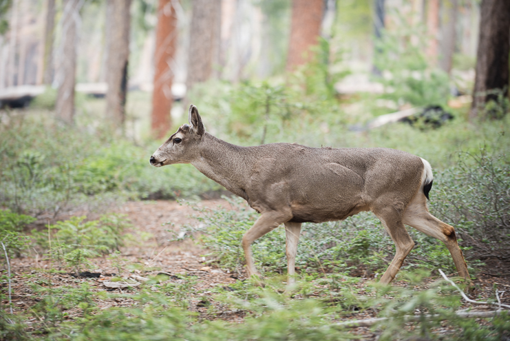 sequoia national park photographers limelife photography california photographers adventure photographers_027