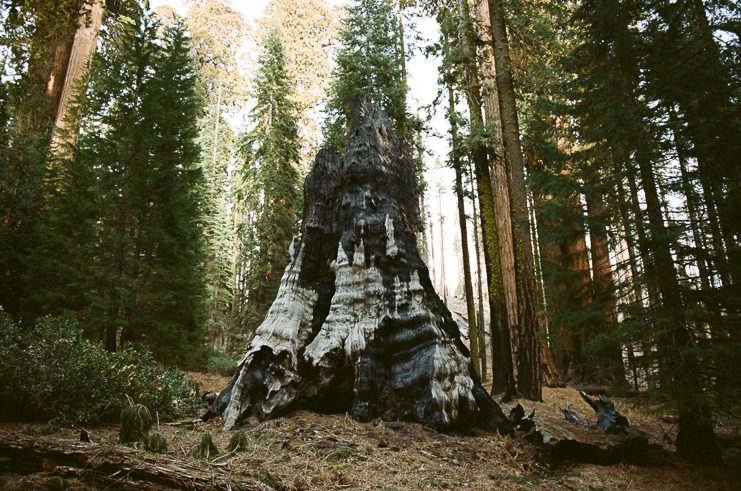 sequoia national park photographers limelife photography california photographers adventure photographers_030