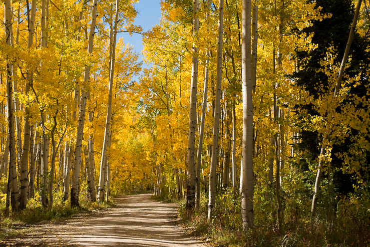 22 fall colorado wedding limelife photography 022