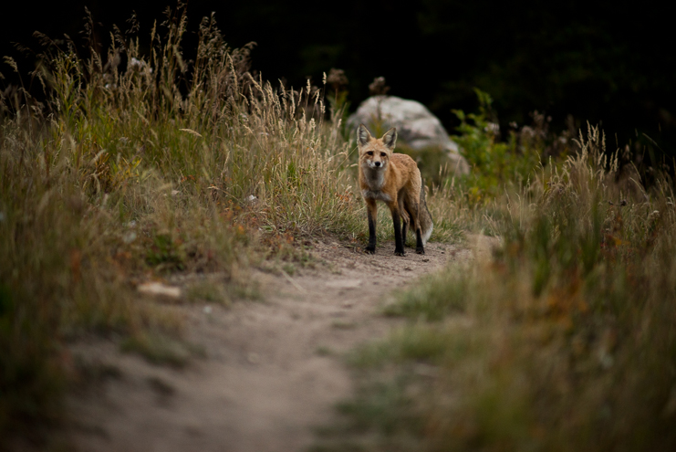 91 wildlife wedding crested butte limelife photography 091